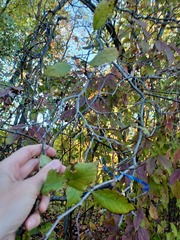 Crataegus calpodendron