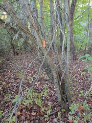 Crataegus calpodendron