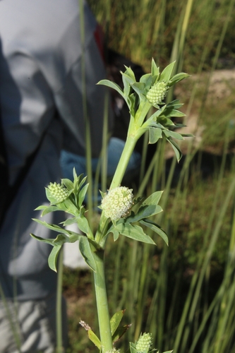 ballast eryngo (Eryngium divaricatum)