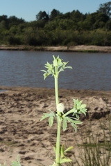 Eryngium divaricatum