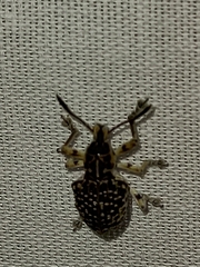 Cydianerus latruncularius