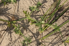 Eryngium divaricatum