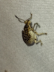 Cydianerus latruncularius