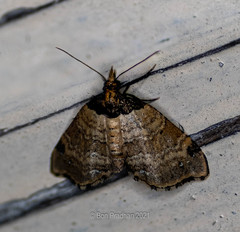 Perizoma lacernigera