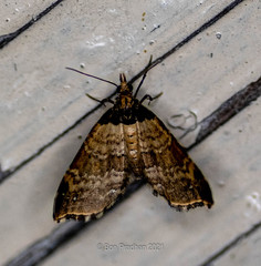 Perizoma lacernigera