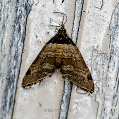 Perizoma lacernigera