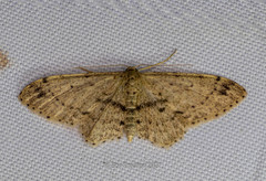 Idaea semilinea