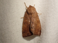 Enargia fausta