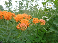 Asclepias tuberosa interior