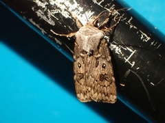 Agrotis ruta