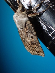 Agrotis ruta