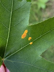 Cronartium ribicola