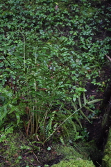 Phanerophlebia