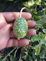 Cucumis anguria