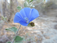 Jacquemontia abutiloides
