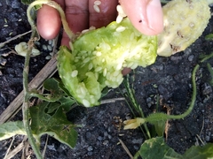 Cucumis anguria