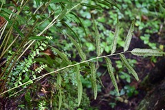 Phanerophlebia