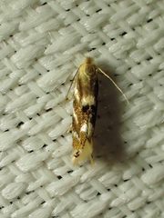 Bucculatrix canadensisella