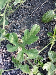 Cucumis anguria