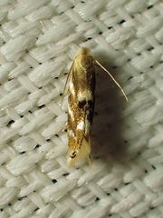 Bucculatrix canadensisella