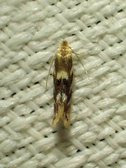 Bucculatrix canadensisella