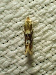 Bucculatrix canadensisella