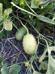 Cucumis anguria