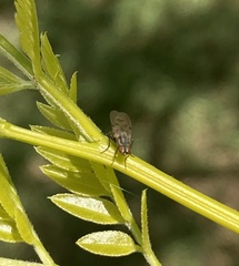 Diptera