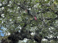 Tillandsia macdougallii