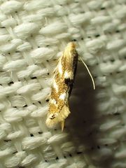 Bucculatrix canadensisella