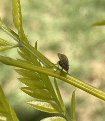 Diptera