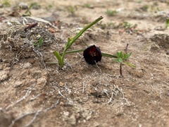 Calochortus nigrescens