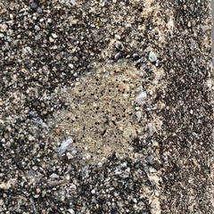 Protoblastenia rupestris