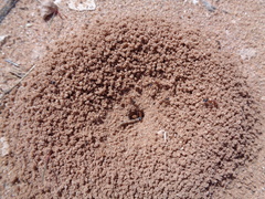 Myrmecocystus