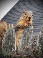 Sciurus niger