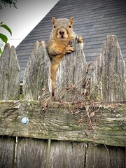 Sciurus niger