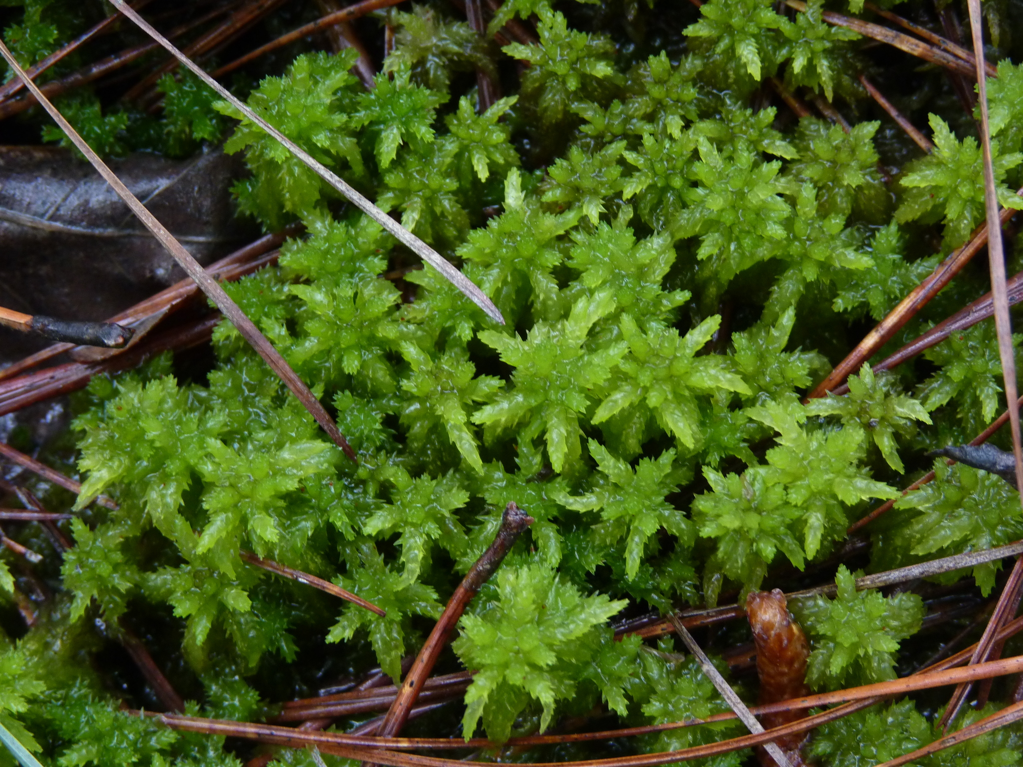 Sphagnum lescurii