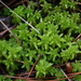 Sphagnum Subg. Subsecunda - Photo (c) Nate Hartley, some rights reserved (CC BY-NC), uploaded by Nate Hartley