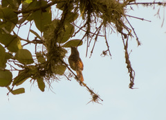 Thamnophilus multistriatus