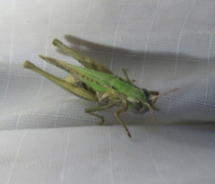 Orphulella speciosa