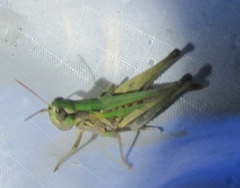 Orphulella speciosa