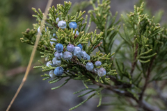 Juniperus sabina