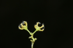 Metastelma burchellii