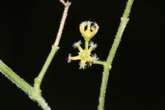 Metastelma burchellii