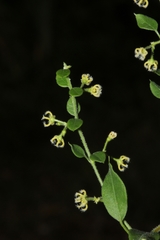 Metastelma burchellii