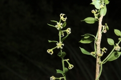 Metastelma burchellii