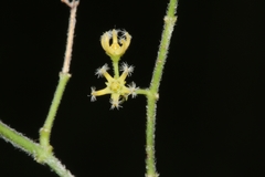 Metastelma burchellii