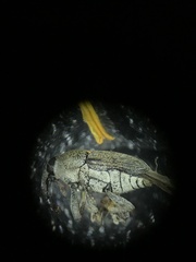 Odontocorynus umbellae