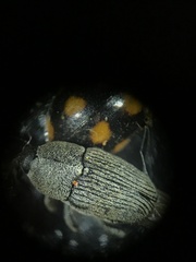 Odontocorynus umbellae