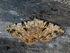 Psilalcis conspicuata